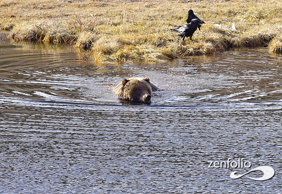 blacktail grizzly,spring 2017 (165)