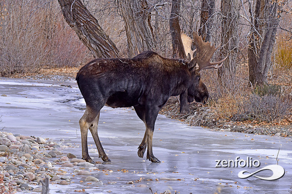 bull moose (142)