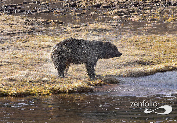 blacktail grizzly,spring 2017 (176)