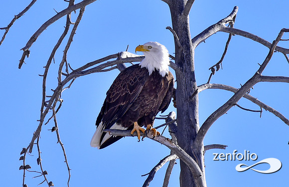 bald eagle (1)