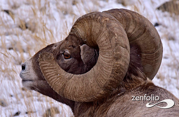 bighorn rams (13)