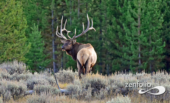 monster bull elk (20)