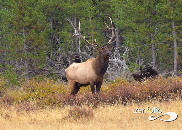 big bull elk (1)