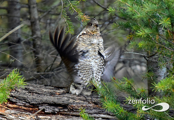 ruffed grouse (18)