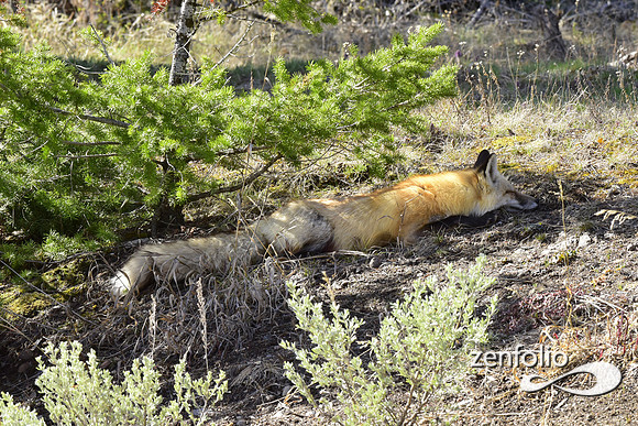 red fox
