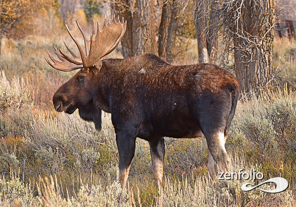 bull moose (8)