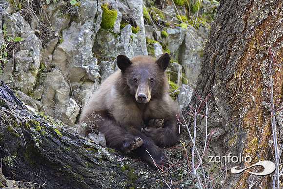 sleepy bear (21)