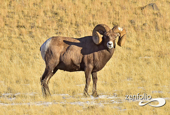 bighorn rams (9)