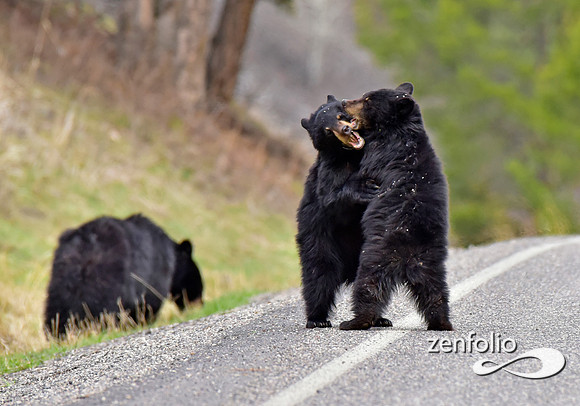 _TED4956
