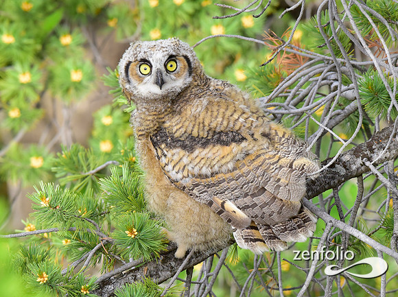 great horned owls