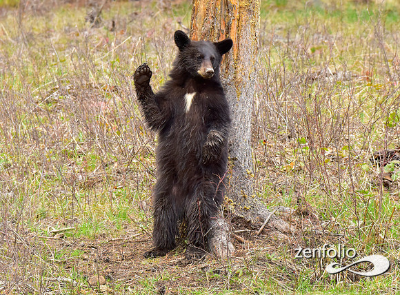 black bears (18)