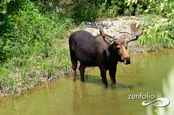 bull moose (24)