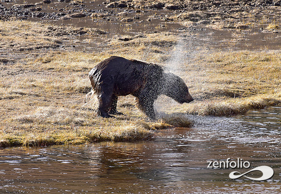 blacktail grizzly,spring 2017 (184)