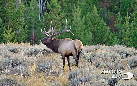 monster bull elk (6)