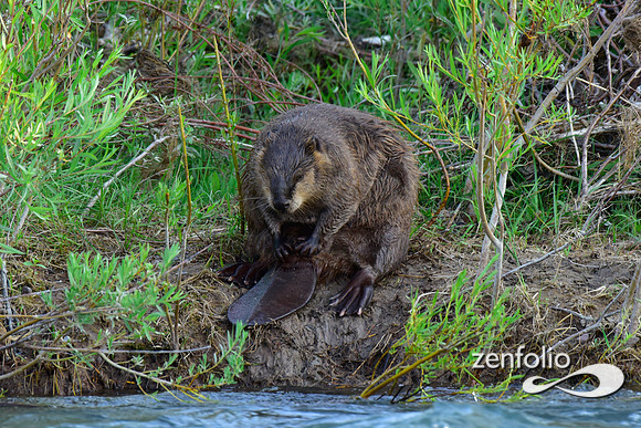 beavers (50)