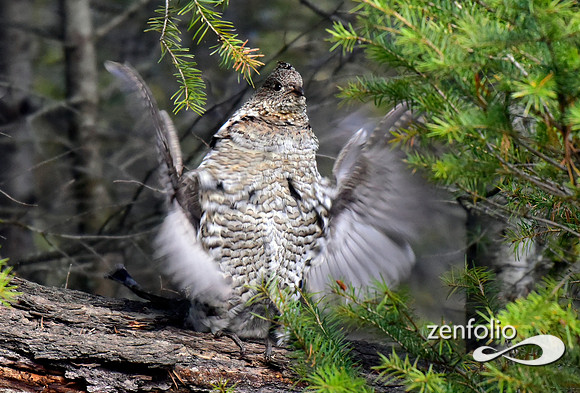 ruffed grouse (7)