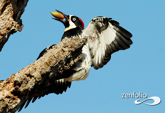 landing woodpecker 1