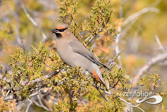 bohemian waxwings (16)