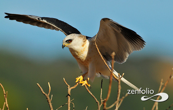 kite