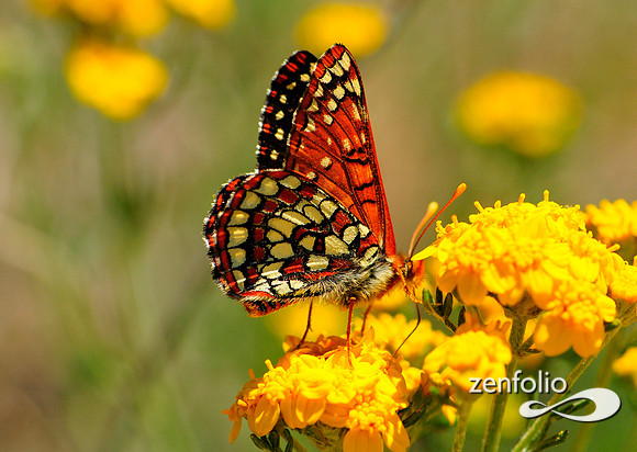 butterfly