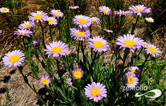 sierra wildflowers