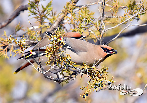 bohemian waxwings (1)