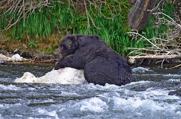 lehardey rapids grizzly (4)
