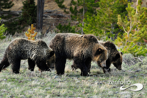 yellowstone grizzly family.