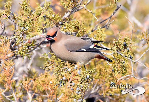 bohemian waxwings (9)