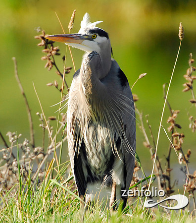 heron