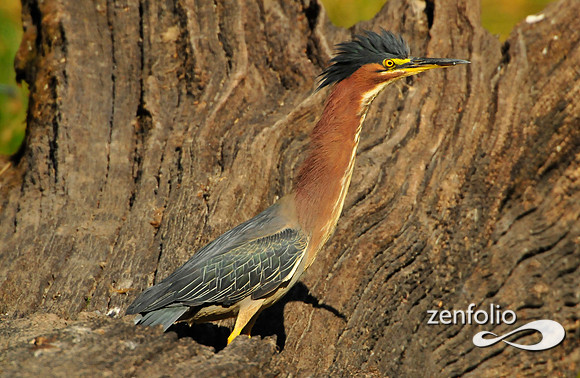 heron