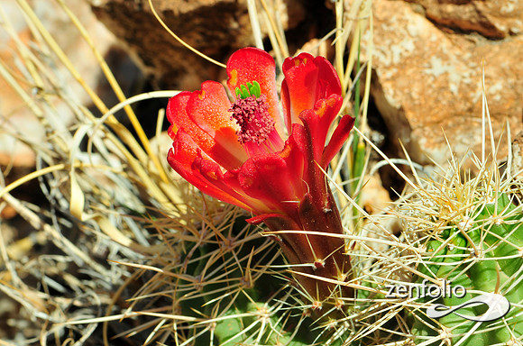 claret cup cactus.