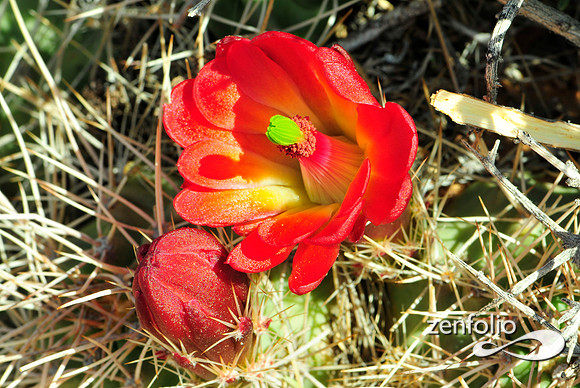 claret cup cactus.