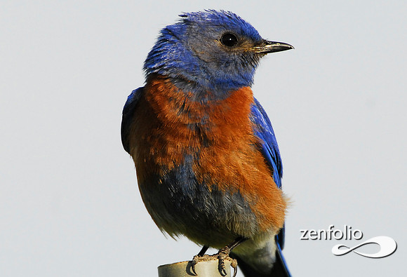 male bluebird 2007