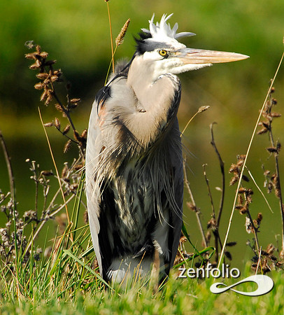 heron