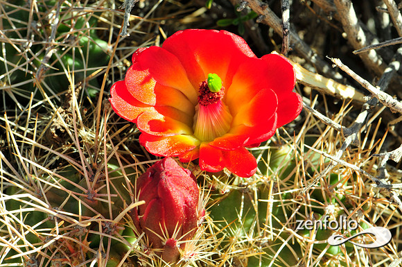 claret cup cactus.