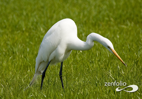 egrett