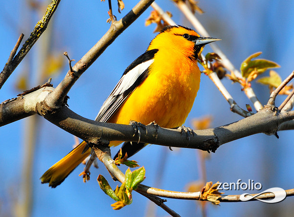 oriole