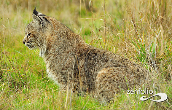 bobcat
