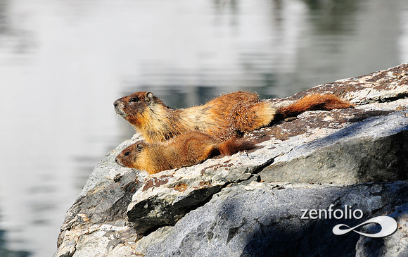 marmot.