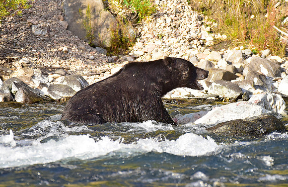 lehardey rapids grizzly (13)