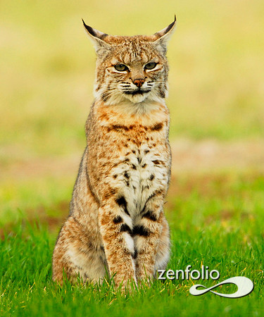 bobcat