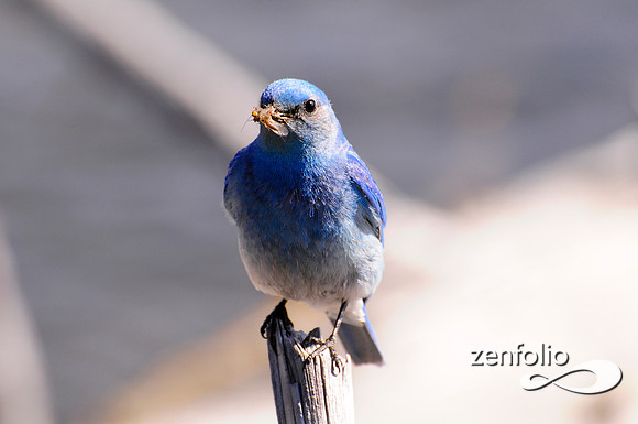 male blue bird.