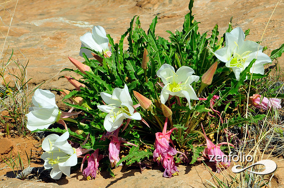 evening primrose.