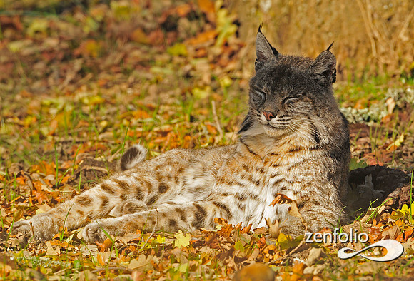 bobcat
