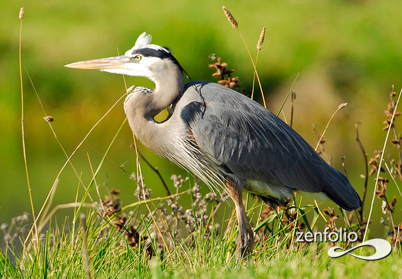 heron