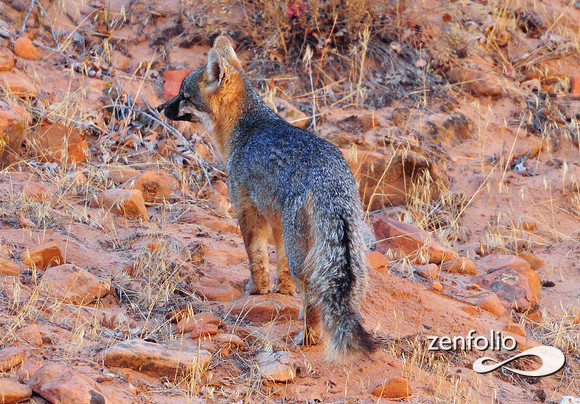 fox