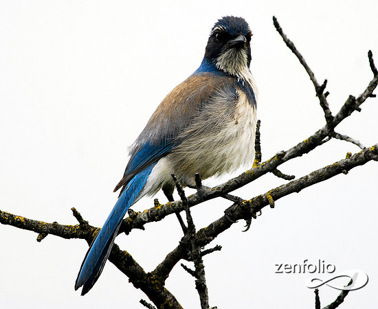 scrub jay