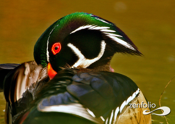 wood duck
