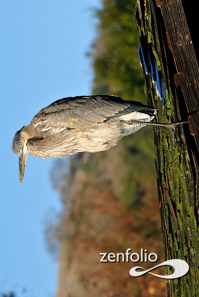 heron